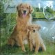 Golden Retriever 3-laags papieren servetten pakje per 20 st.