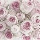 Rose Rozen 3-laags papieren servetten pakje per 20 st